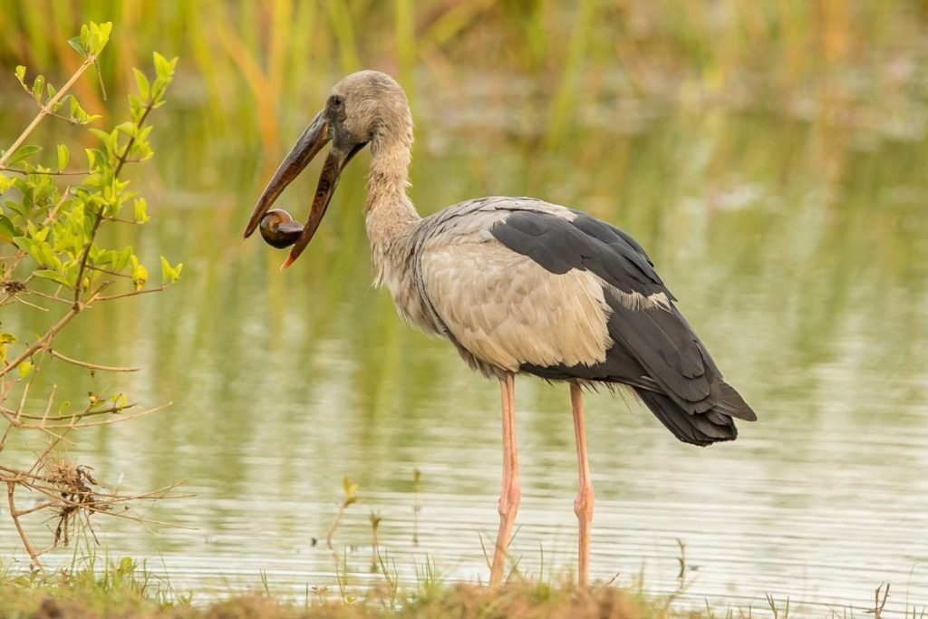 Asian Openbill Storks in Rajaji National Park
