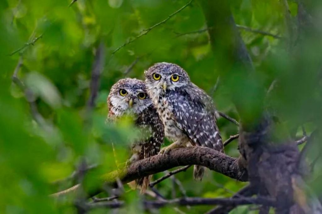 Owls in Rajaji National Park