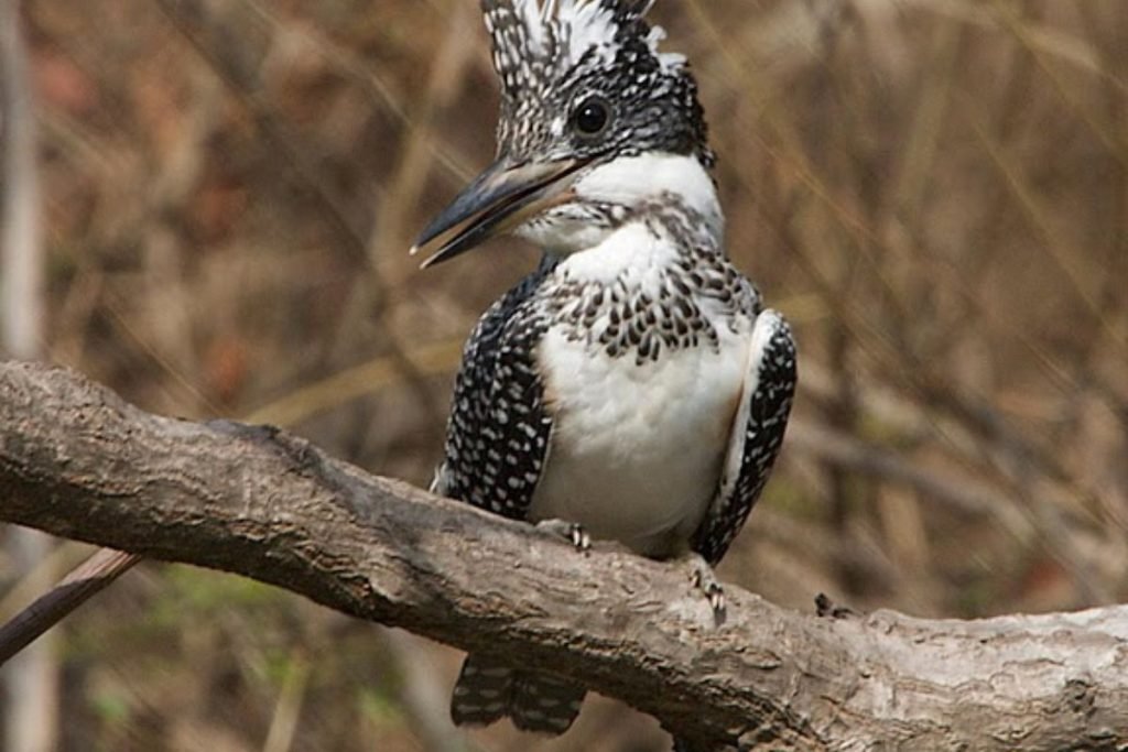 Kingfishers in Rajaji National Park