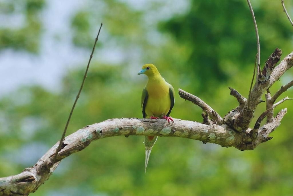 Pin-tailed Green Pigeon