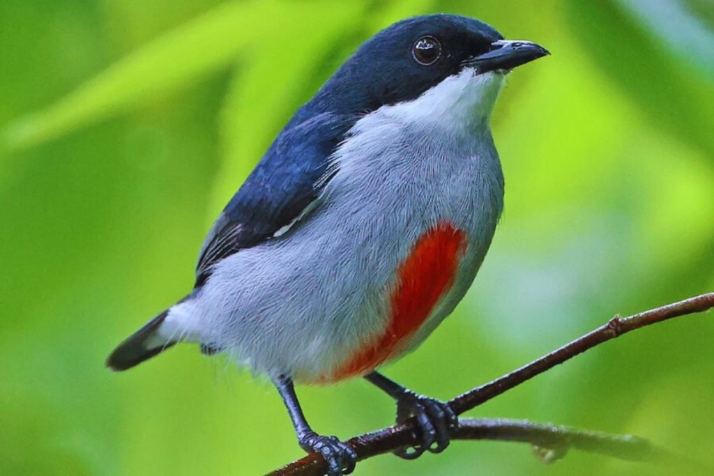 Flowerpeckers