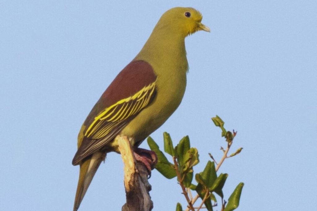 Green Pigeon Species (Treron sp.)