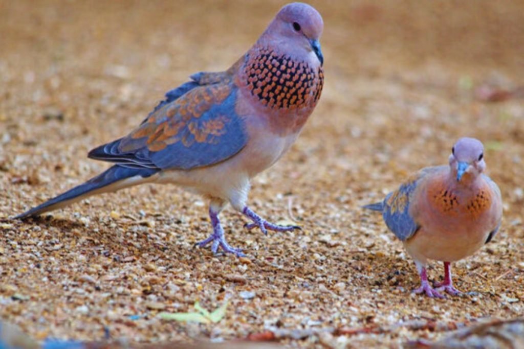 Laughing Dove (Spilopelia senegalensis)