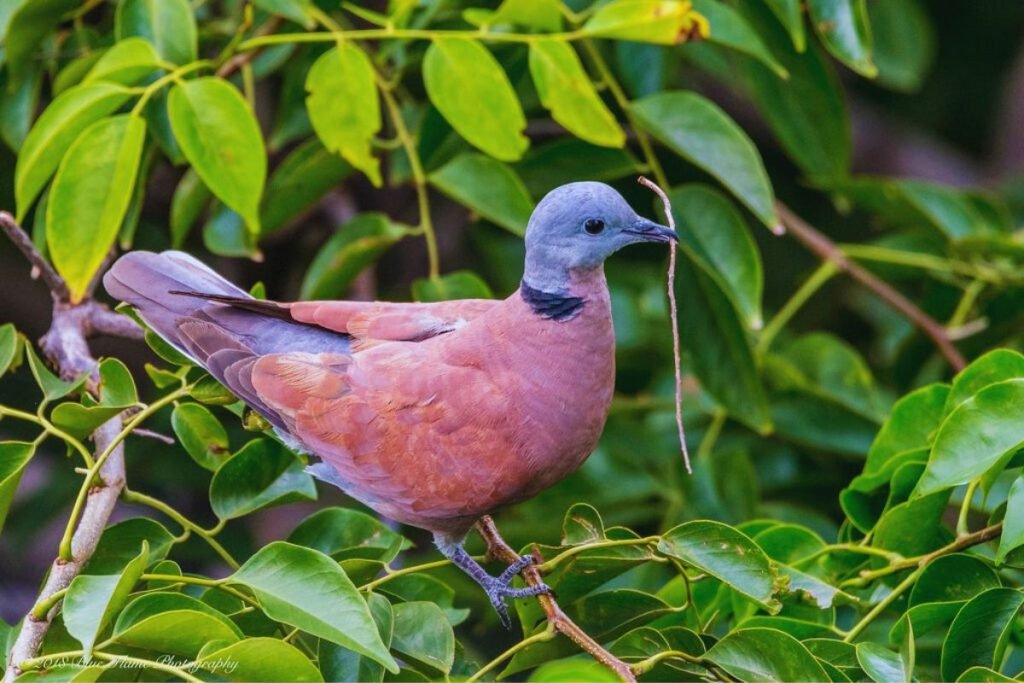Red-Collared Dove in Rajaji National Park