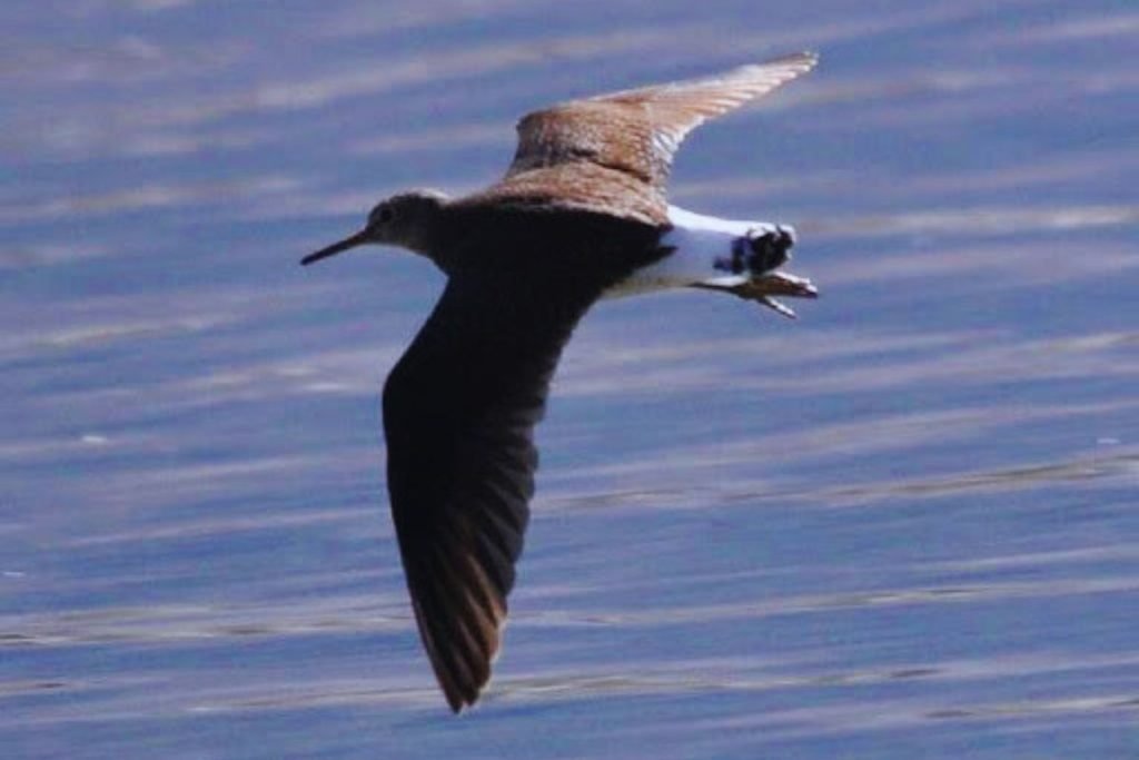 Green Sandpiper in  Rajaji National Park
