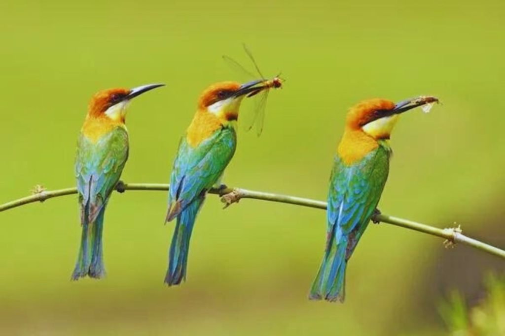 Chestnut-headed Bee-eater 
