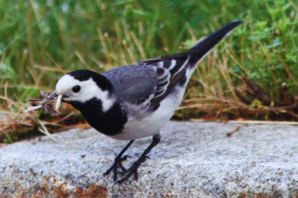 Wagtails and Pipits