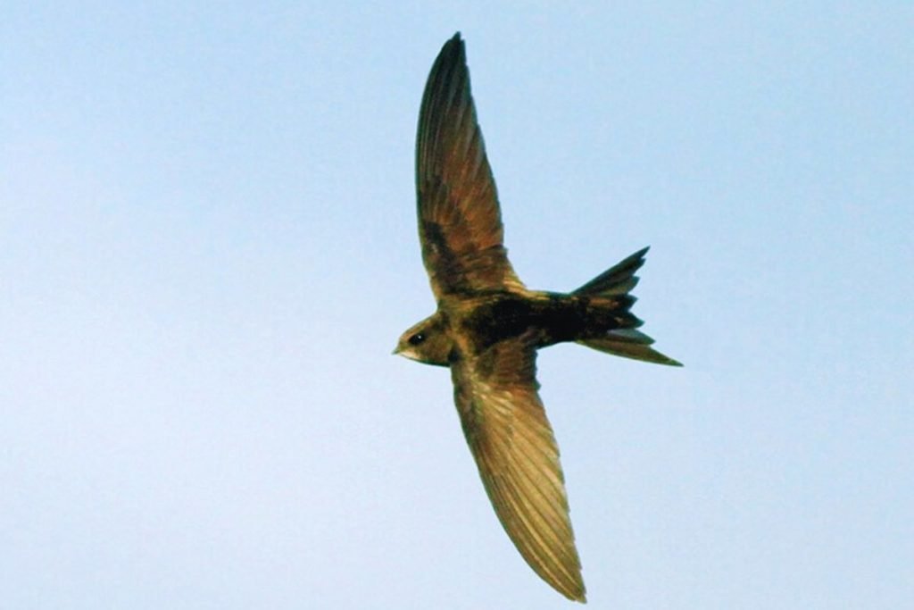 Swifts