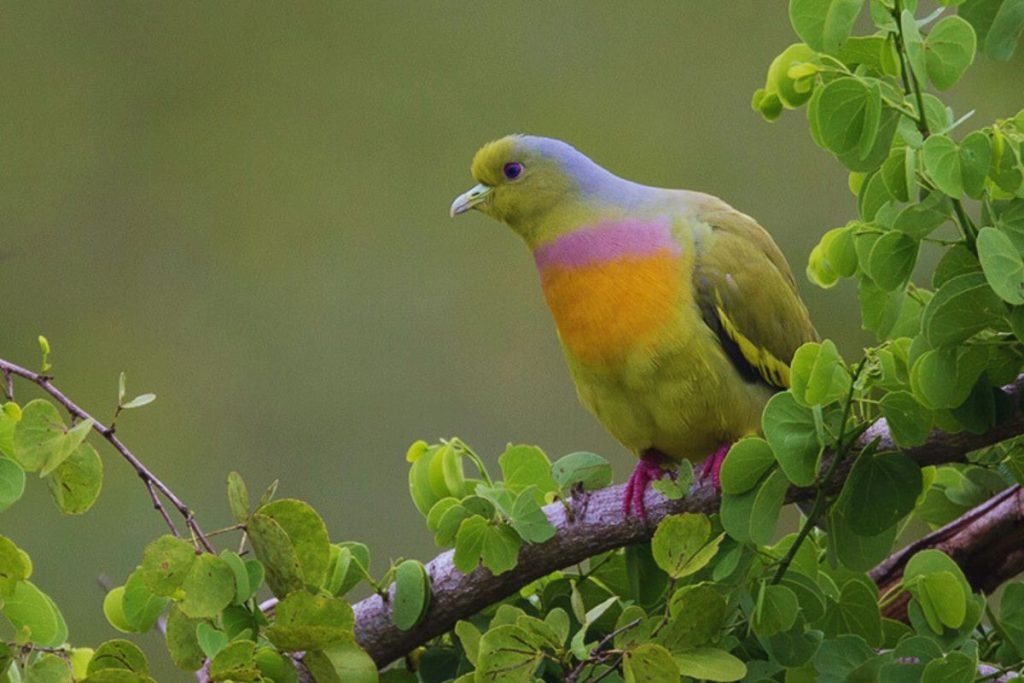 Orange-breasted Green-Pigeon