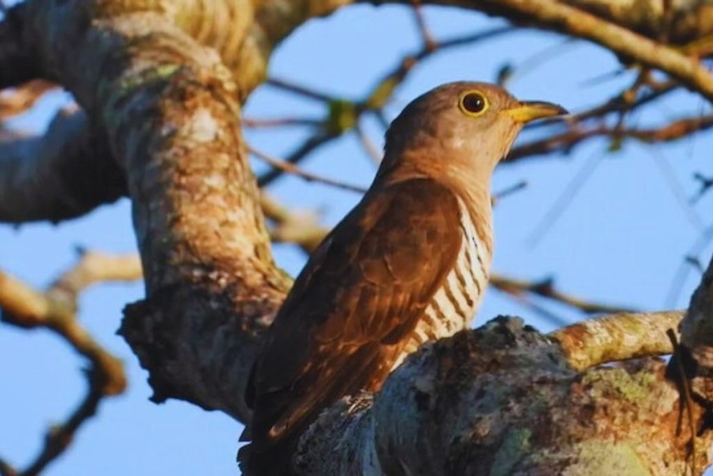 Indian Cuckoo