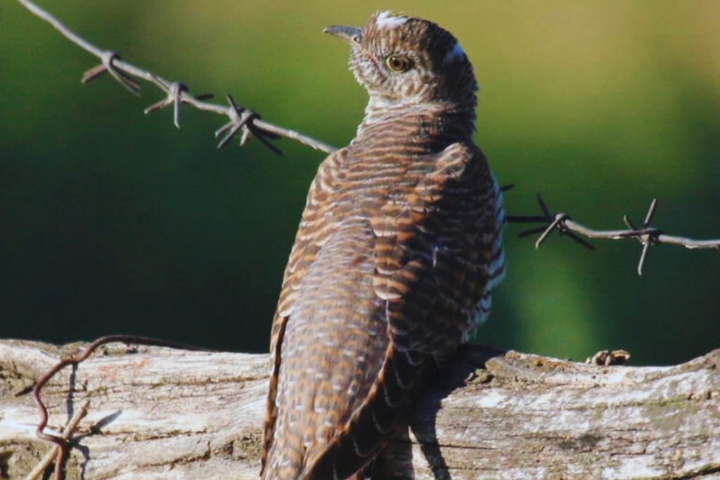 Common Cuckoo