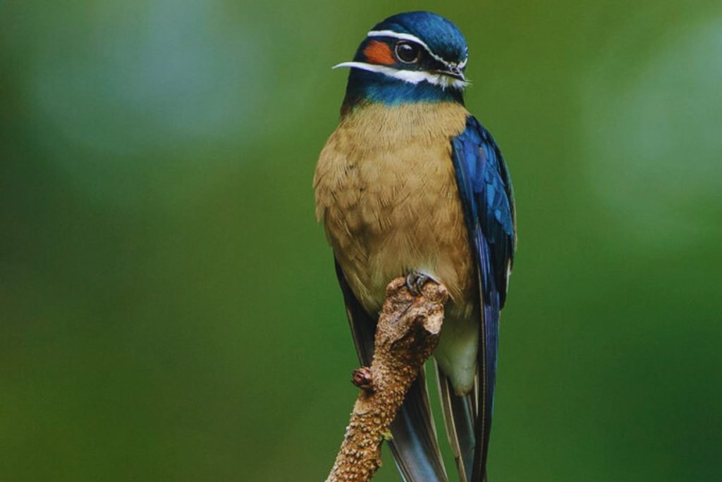 Treeswifts