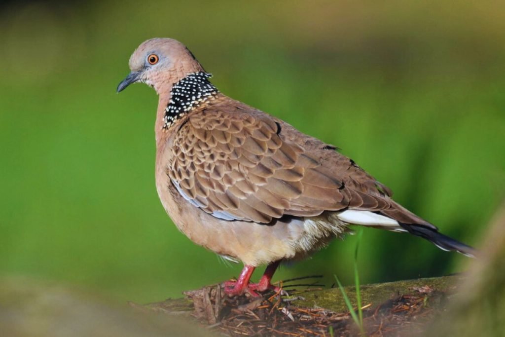 Spotted Dove