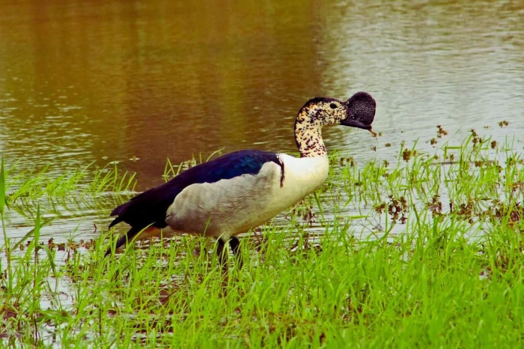 Knob-billed Duck
