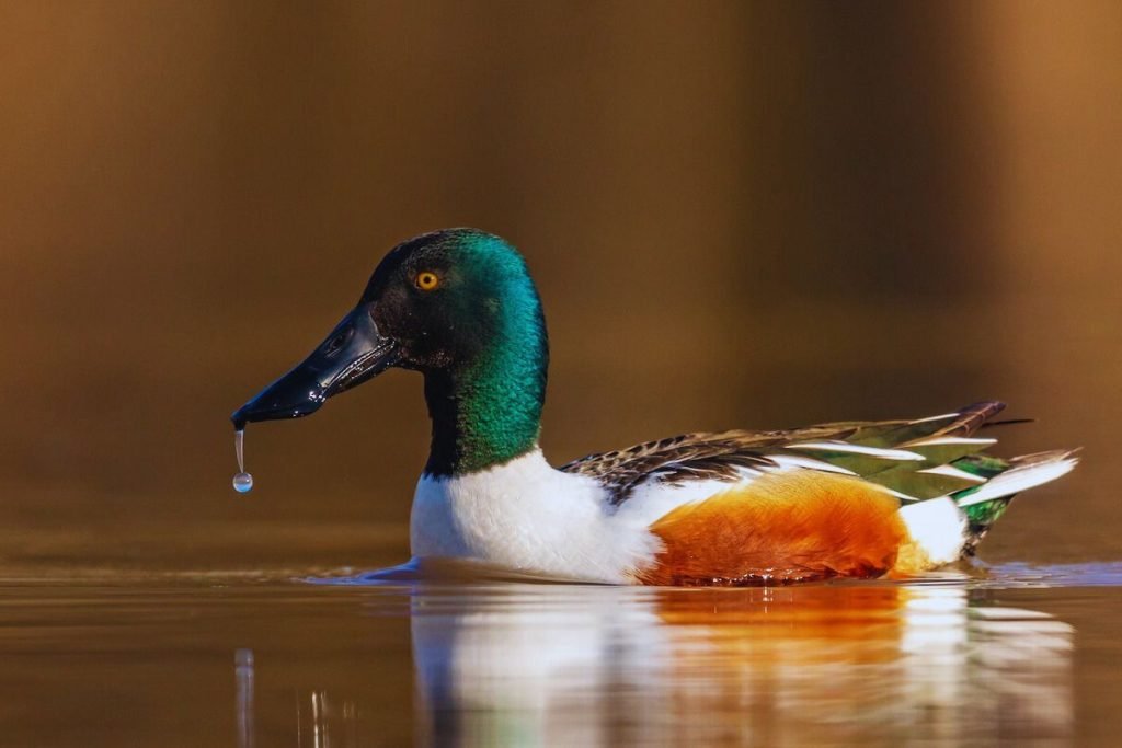 Northern Shoveler