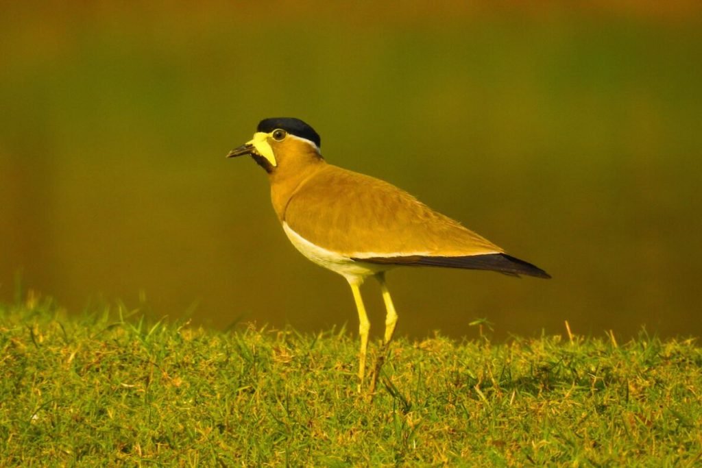 Yellow-wattled Lapwing 
