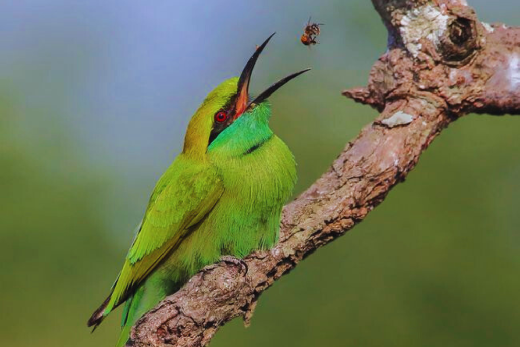 Bee-eaters, Rollers, and Allies