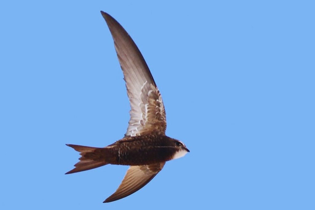Swifts