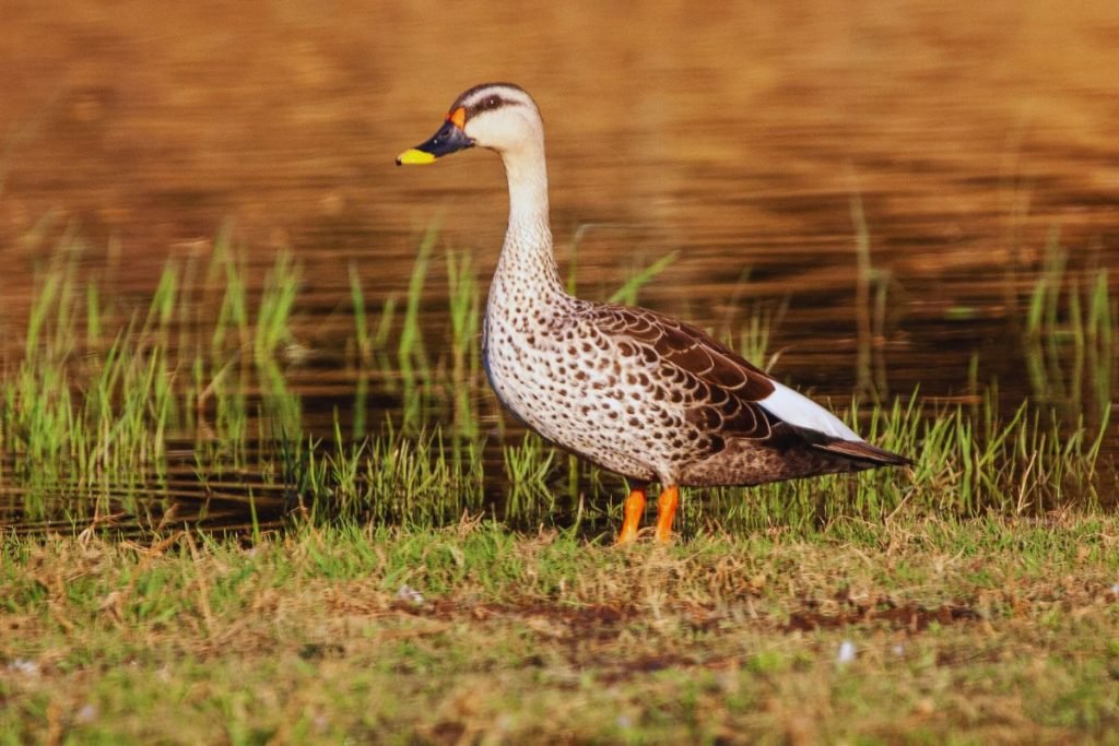 Spot-billed Duck