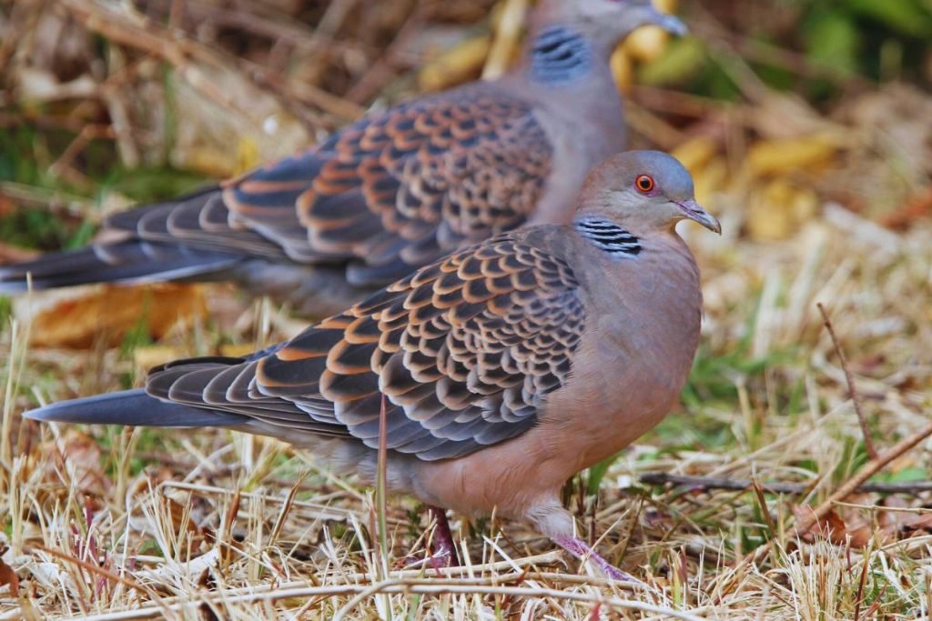 Oriental Turtle Dove in Rajaji