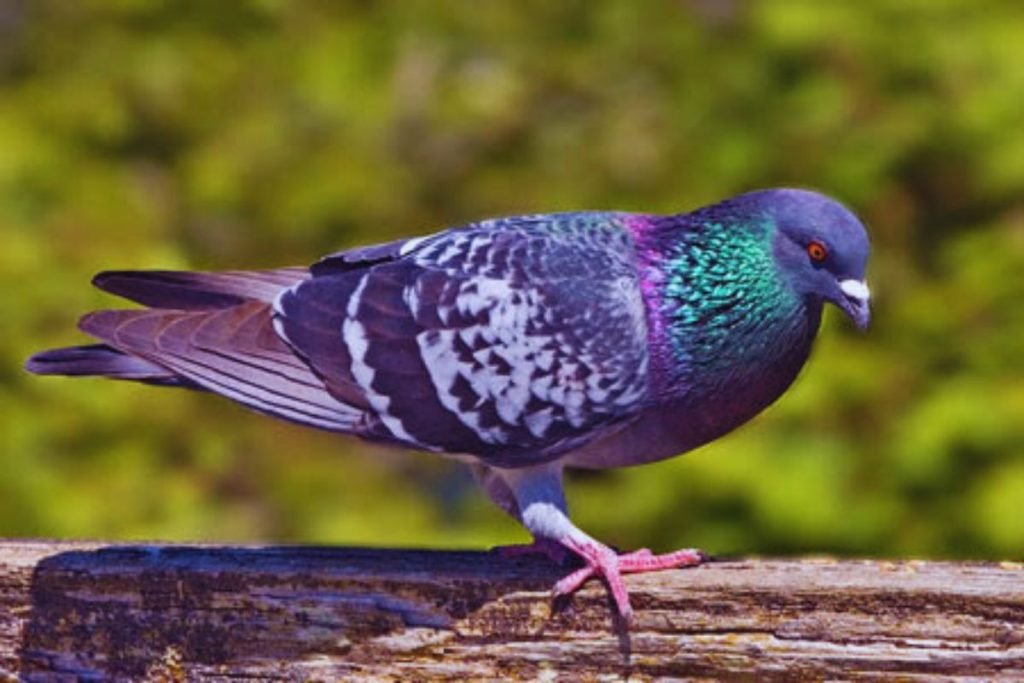 Rock Pigeons in Rajaji National Park