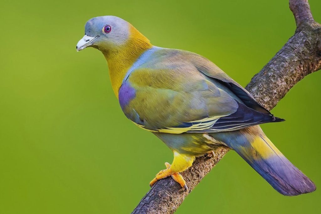 The Yellow-footed Green Pigeon