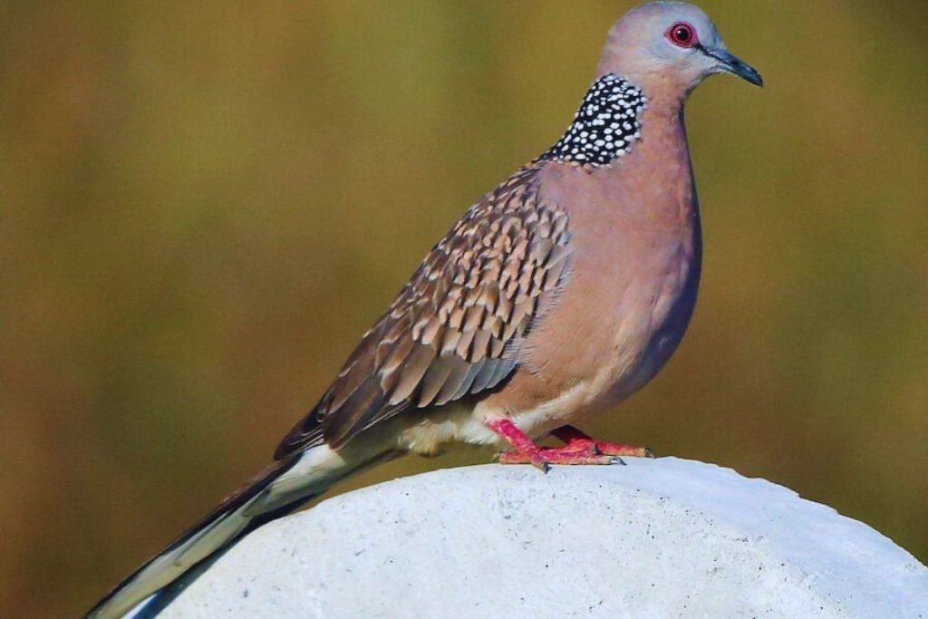 Spotted Dove