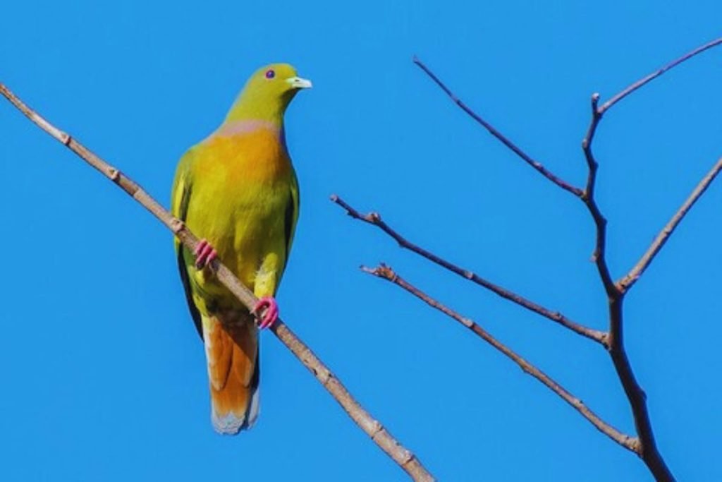 Orange-breasted Green-Pigeon