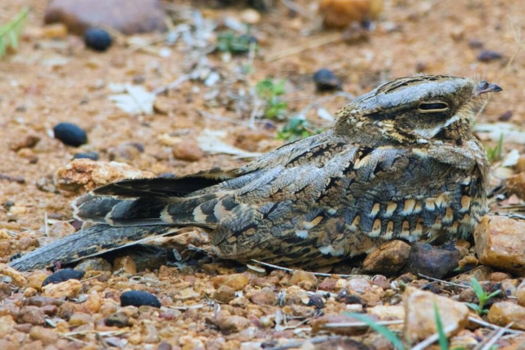 Indian Nightjar in Rajaji National Park