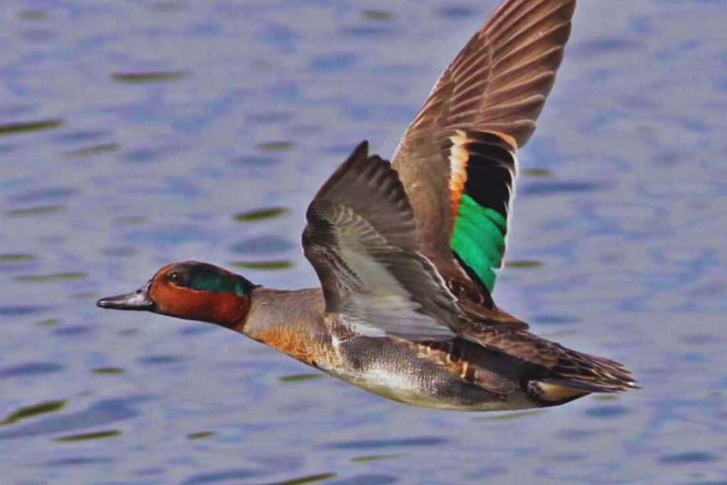 Green-winged Teal