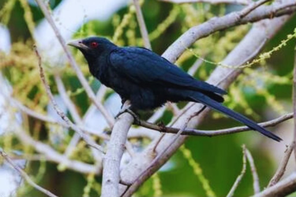 Indian Cuckoo