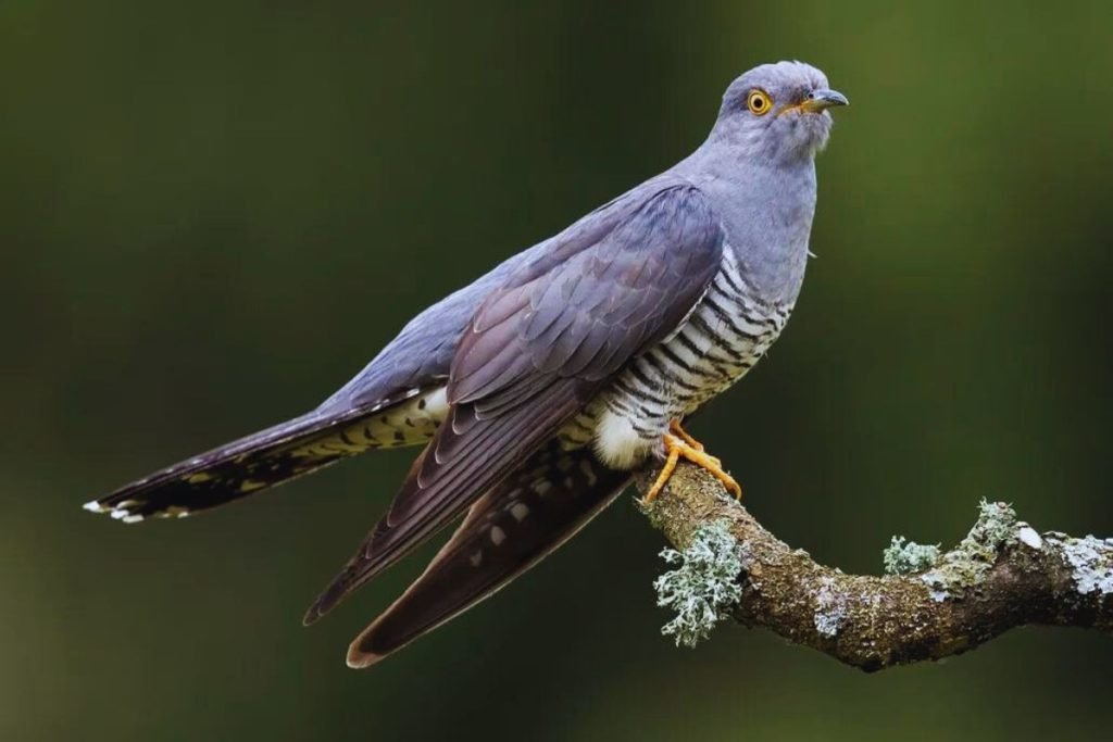 Common Cuckoo