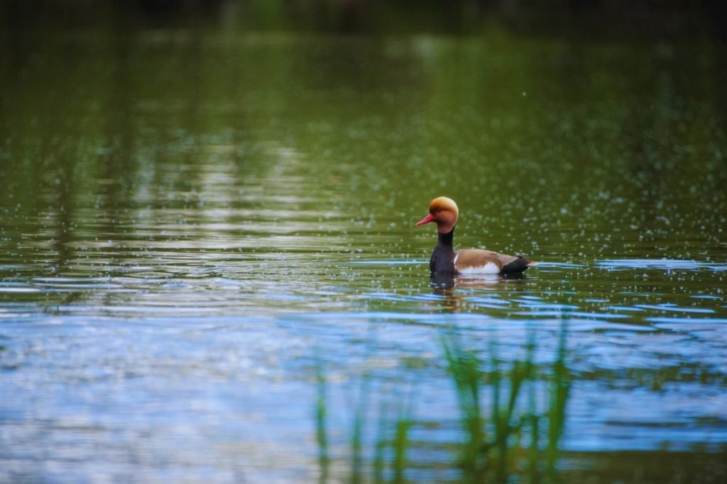 Red-Crested Pochard