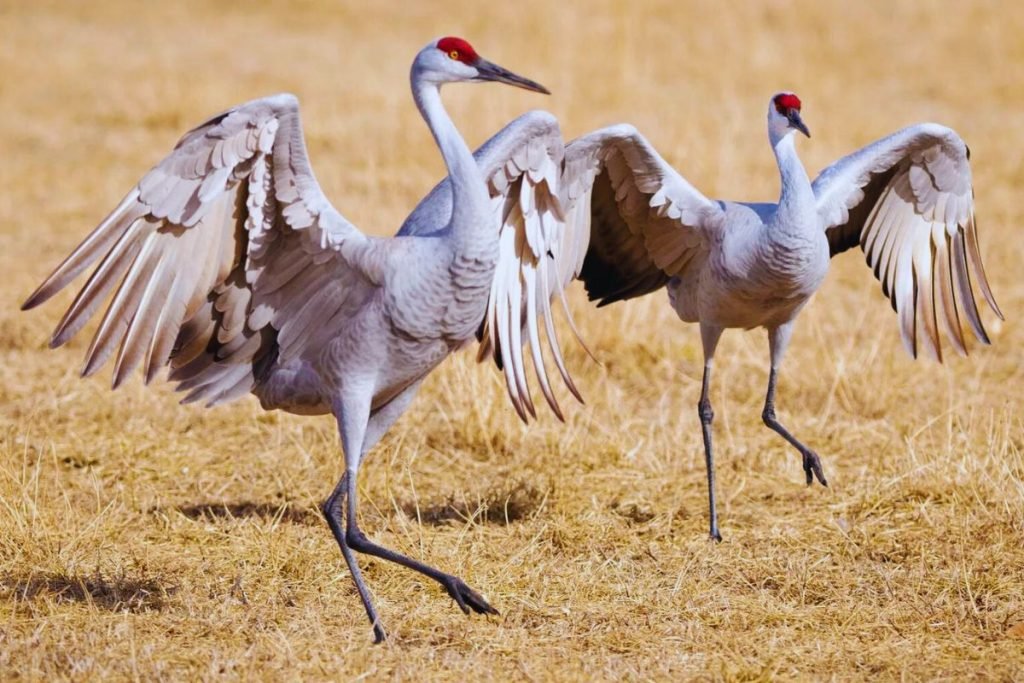 Cranes in Rajaji National Park