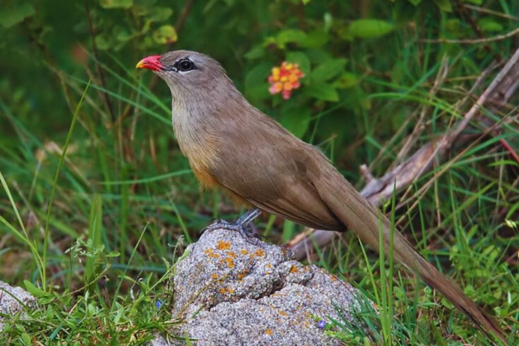 Sirkeer Malkoha