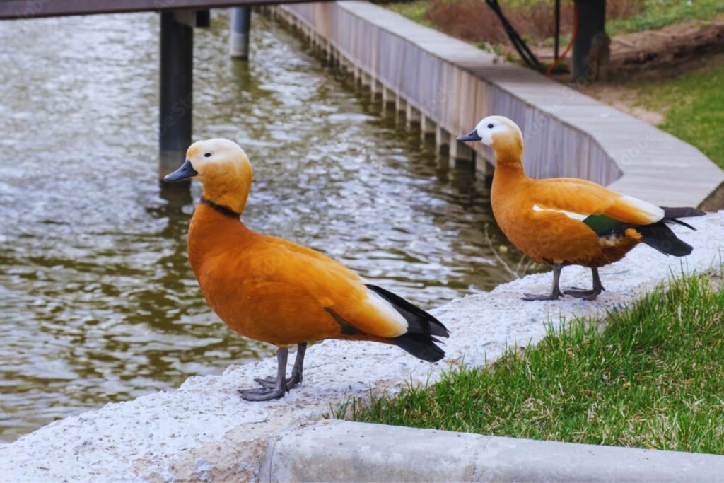 Ruddy Shelduck