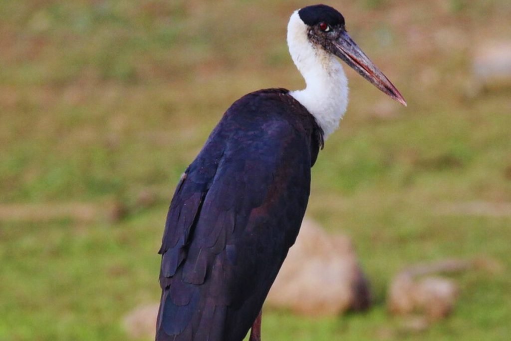 Storks