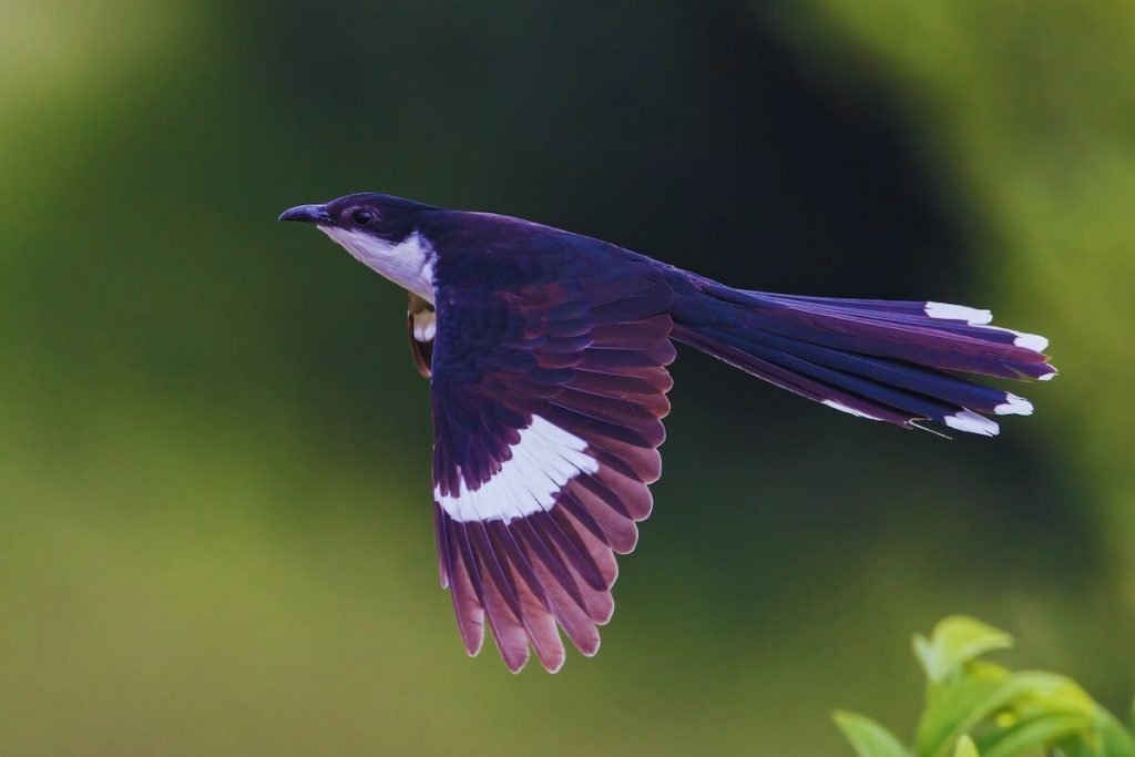 Pied Cuckoo