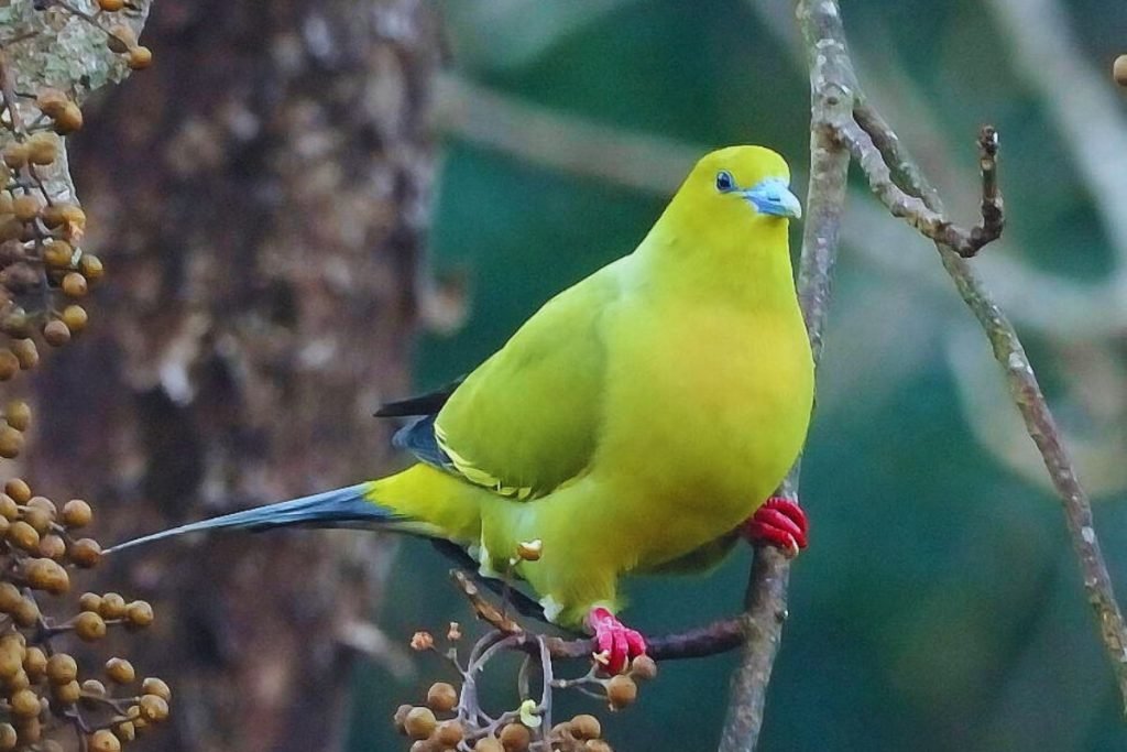 Wedge-tailed Green-Pigeon