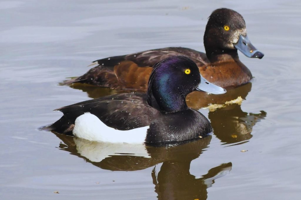 Tufted Duck in Rajaji National Park
