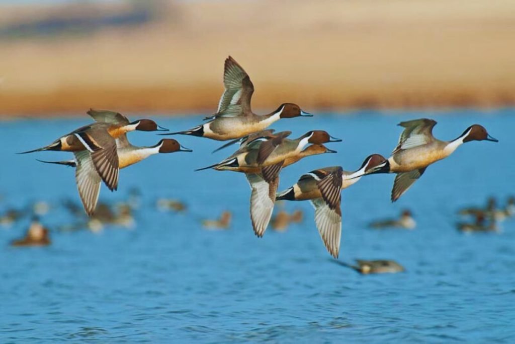 Northern Pintail