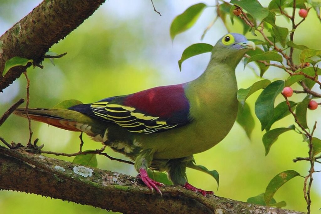 Green Pigeon Species (Treron sp.)