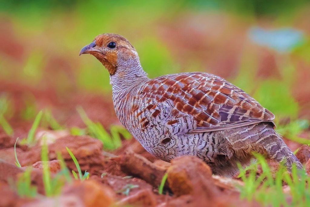 Grey Francolin in Rajaji National Park