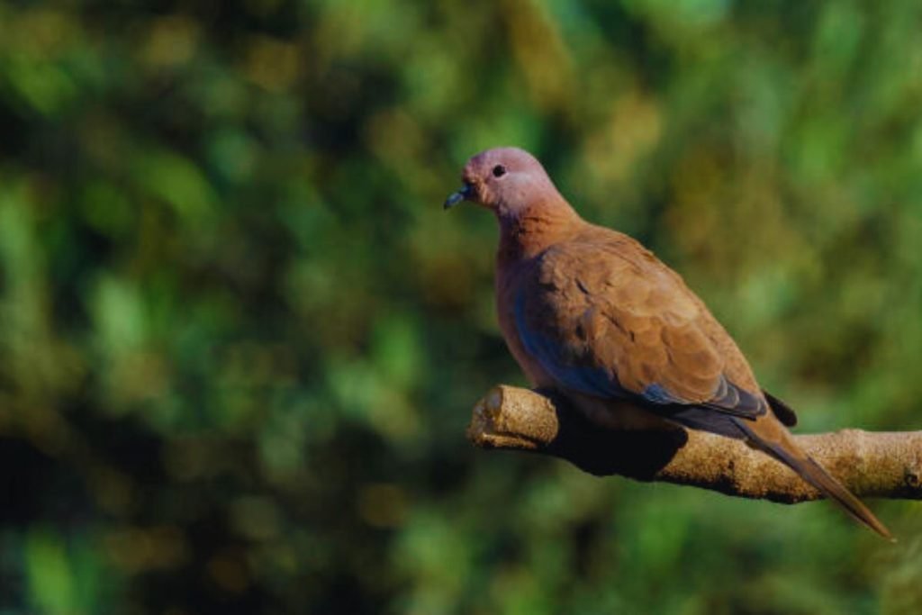 Laughing Dove (Spilopelia senegalensis)