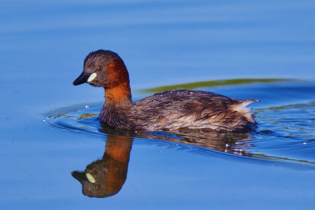 Little Grebe in Rajaji National Park