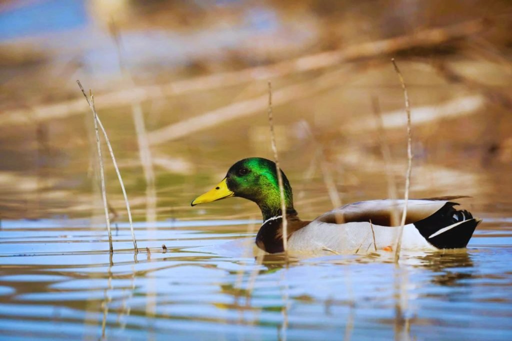 Mallard in Rajaji National Park