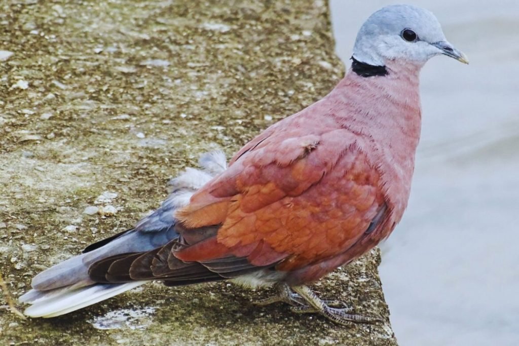 Red-Collared Dove in Rajaji National Park