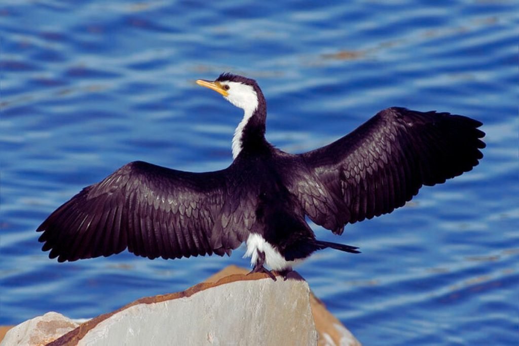 Great Cormorant