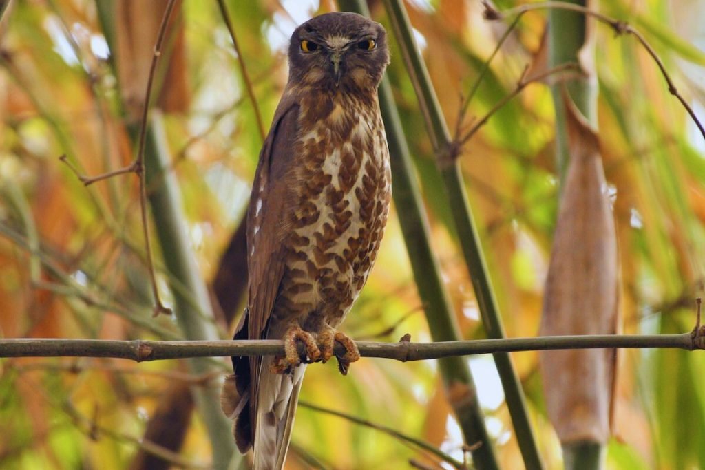 Brown Hawk-Owl in Rajaji National Park
