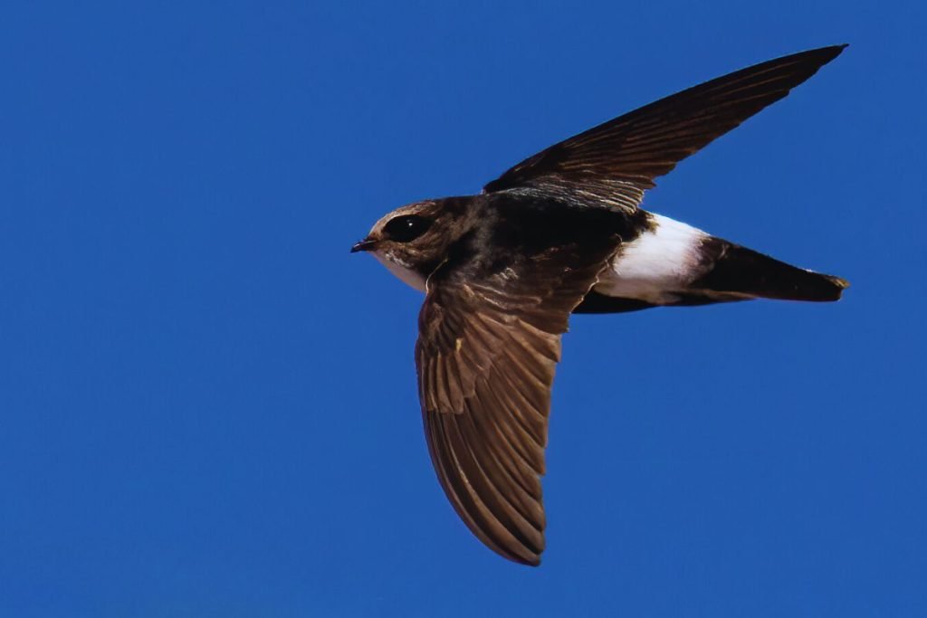 Little Swift